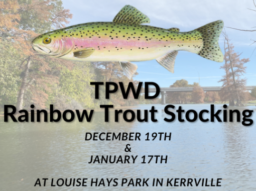Tpwd Rainbow Trout Stocking Photo for Blog 1700582137